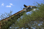 Long Necked Giraffe