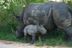 Mama Rhino and Baby 4