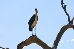 Marabou Stork