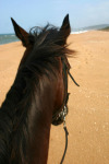 Taken From My Saddle