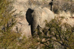 Elephant Behind Bush