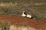 First Lion 2