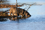 Hippo Entering Lake