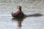 Hippo Showing Teeth 3