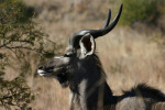 Kudu Up Close