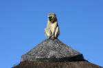 Monkey on Roof