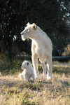 Mother Lion and Cub