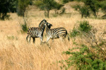 Zebras Fighting