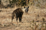 Brown Hyena