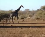 Group of Giraffes