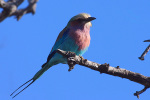 Lilac Breasted Roller