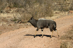 Nyala 3