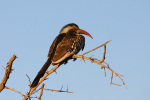 Red Billed Hornbill