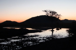 Reflection in Madikwe