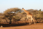 Wallking Giraffe