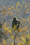 Baboon in Tree 2