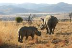 Baby Rhino Follows Mom