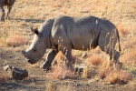 Baby Rhino Sony V