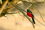 Crimson Breasted Gonolek