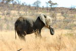 Elephant Shoots Dirt in Its Eye