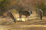 Gemsbok at Small Water Holes