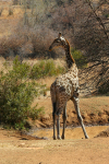 Giraffe Looking Around For Safety