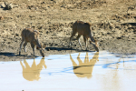 Kudu Drinking