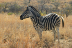 Nice Zebra 2