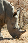 Small Rhino
