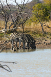 Three Zebra Drinking