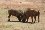 Warthogs Fighting