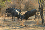 Wildebeest Fighting