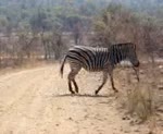Zebra Crossing Road