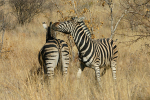 Zebras Flirting
