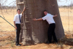 Assistants By Baobab Trunk