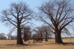 Baobab Lined Lane