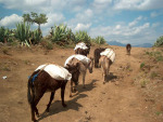Loaded Donkeys Leaving