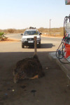 Ostrich Blocks the Way