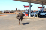 Ostrich at Petrol Station 2