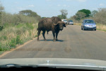 Buffalo Stopping Progress