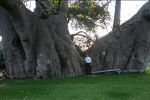 Elder Urry at Base of Baobab