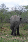 Elephant Crosses Its Legs