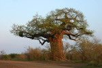 First Kruger Baobab