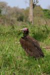 Lappet Faced Vulture