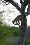 Leopard Ours 1