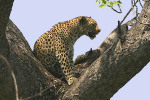 Leopard Second 16