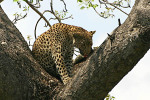 Leopard Second 1