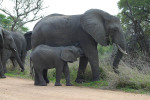 Mama and Baby Both Eating