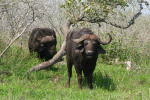 Muddy Cape Buffalo