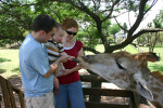 Feeding the Giraffe 1